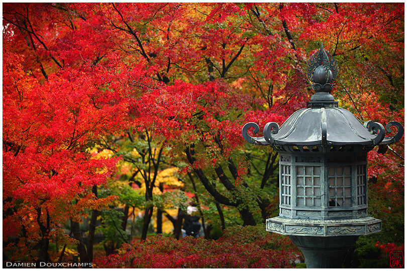 Metallic lantern among red autumn colours, Eikan-do temple, Kyoto, Japan