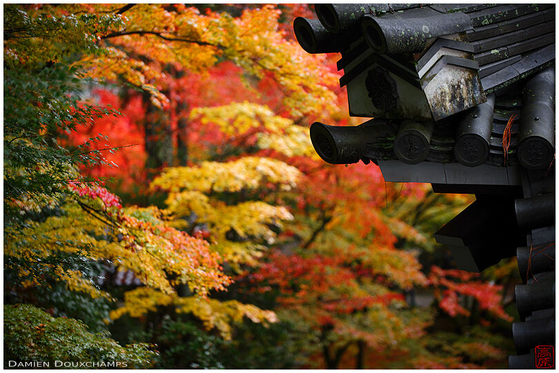 Temple hall corner detail and autumn foliage, Eikan-do, Kyoto, Japan