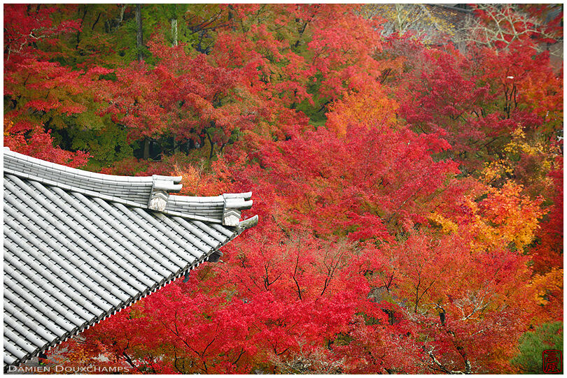 Roof lines over bright red maple trees in autumn, Eikan-do temple, Kyoto, Japan