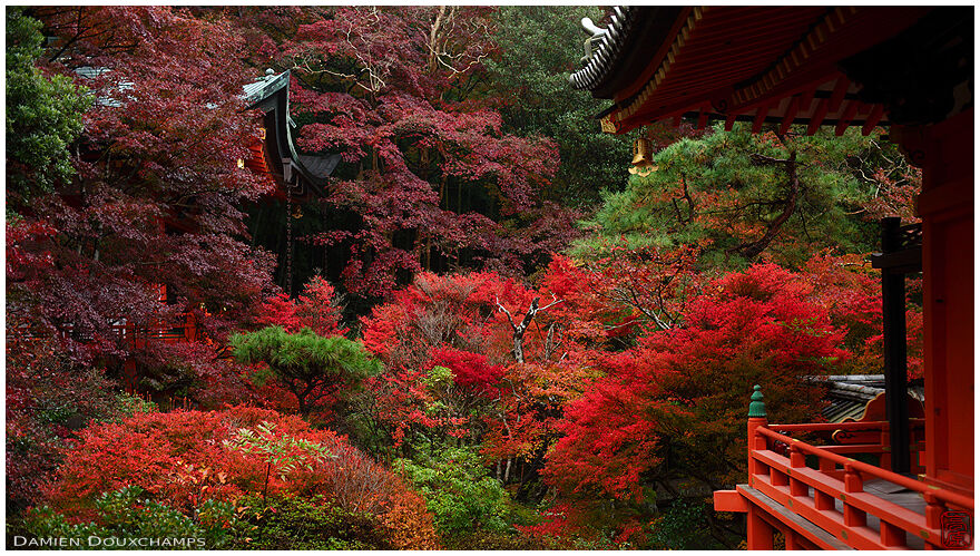 Bright red dodan tsutsujiin Bishamon-do temple, Kyoto, Japan