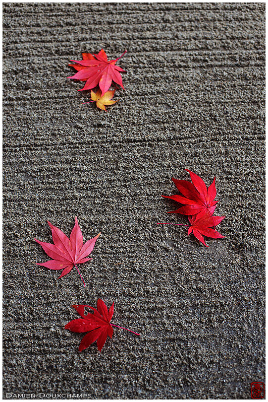 Fallen red maple leaves on neatly brushed sand garden, Shisendo temple, Kyoto, Japan