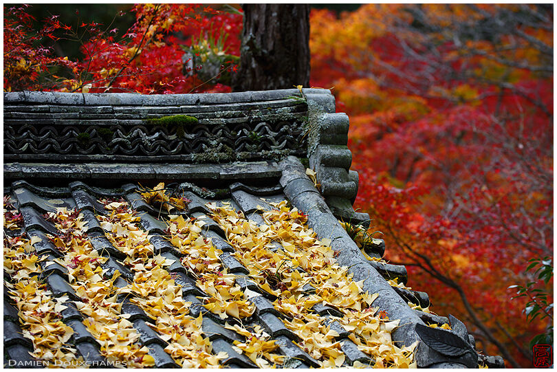 Fallen gingko leaves on old temple roof in Ishiyama-dera, Shiga, Japan