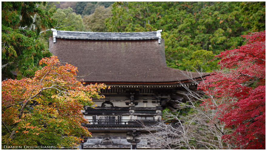 The main gate of Mii-dera temple squeezed between two autumn colours, Shiga, Japan