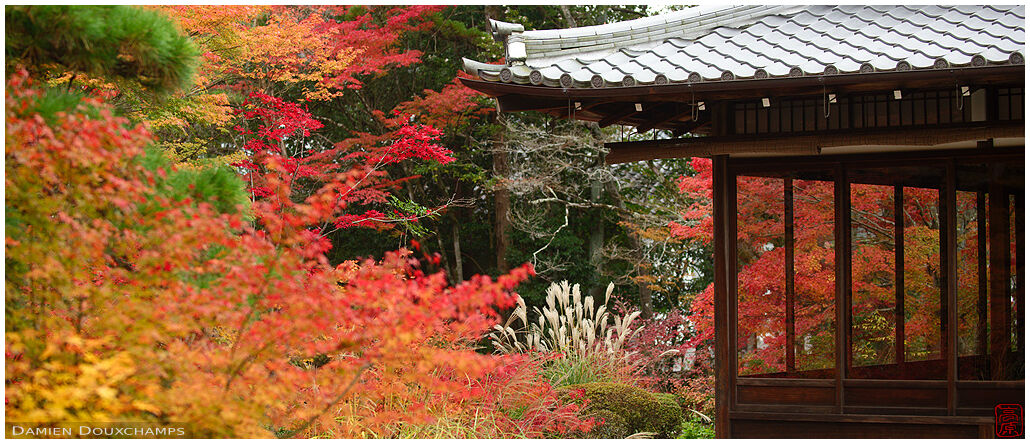 Susuki grass hiding among autumn foliage, Tenju-an temple, Kyoto, Japan