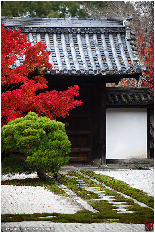 Bright red autumn colors near the garden gate of Tenju-an temple, Kyoto, Japan