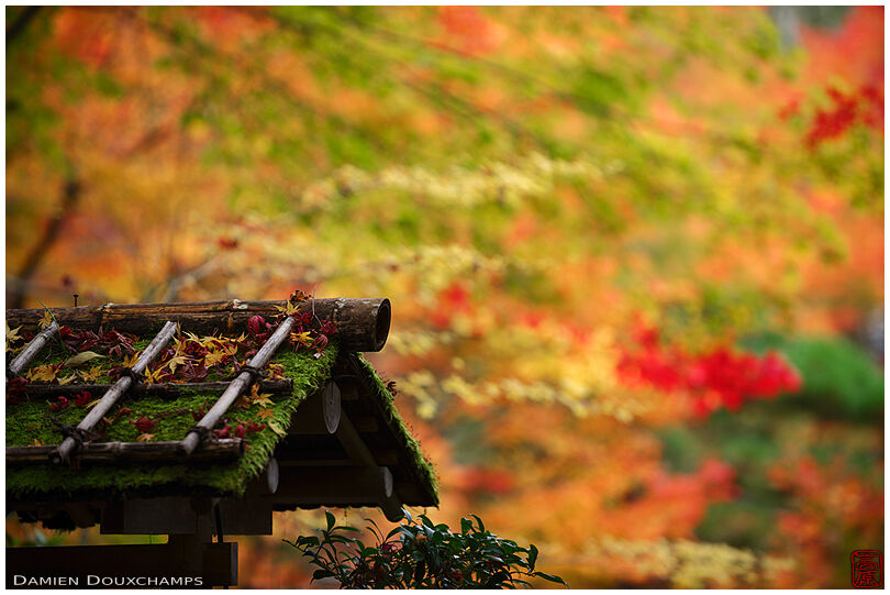 Mossy garden gate and bright autumn colours in Tenju-an temple garden, Kyoto, Japan
