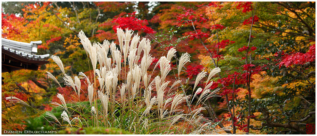 Tall susuki grass among autumn colors in the garden of Tenju-an temple, Kyoto, Japan