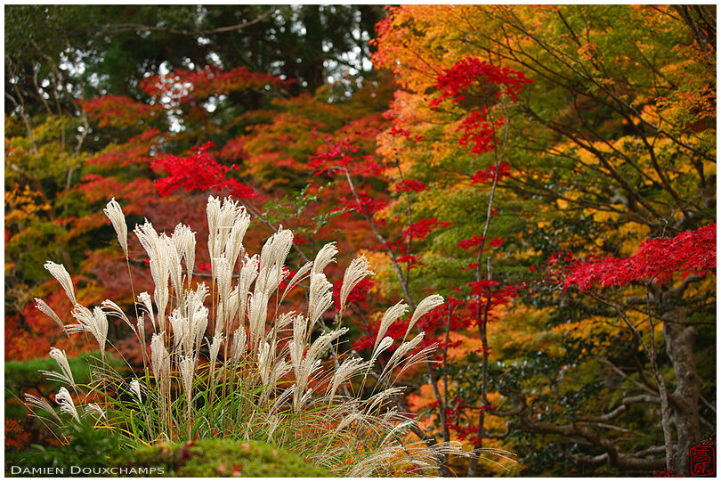 Susuki whip grass among autumn colours in Tenju-an temple, Kyoto, Japan