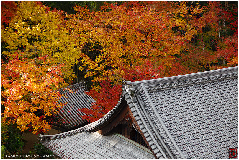 Roof lines and magical autumn colours in Enko-ji temple, Kyoto, Japan