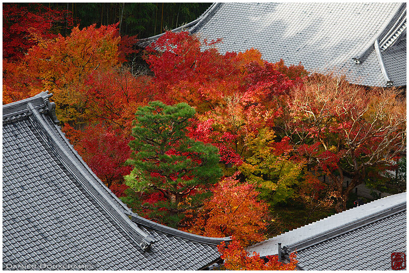 Aerial view of the fiery colors of Enko-ji garden in autumn, Kyoto, Japan