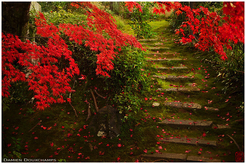 Stairs in garden with red maple trees and fallen leaves, Eisho-in temple, Kyoto, Japan