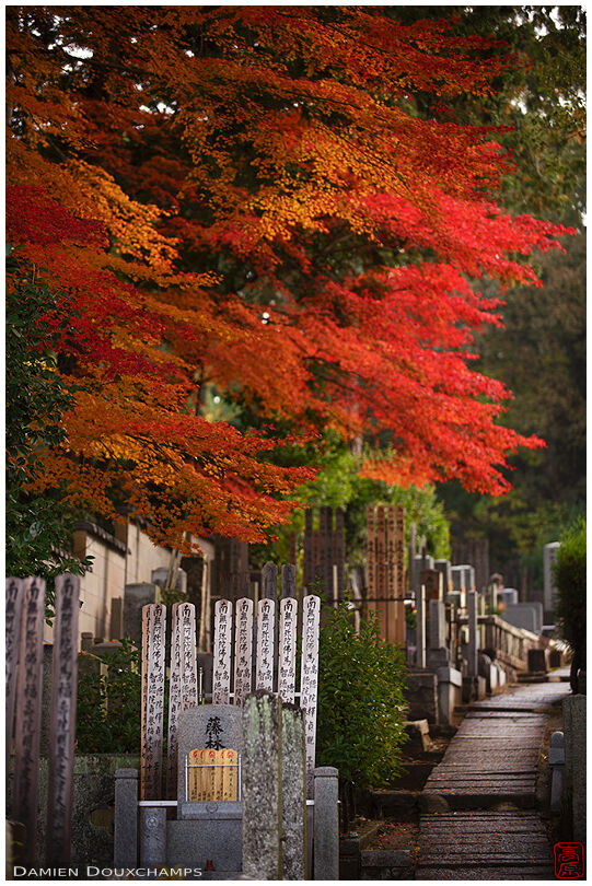 Red autumn foliage over graves in Konkaikomyoji cemetery, Kyoto, Japan