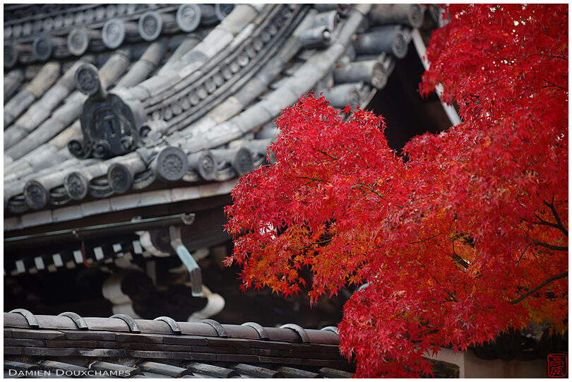Temple roof details and bright red maple tree in Shinyodo temple, Kyoto, Japan