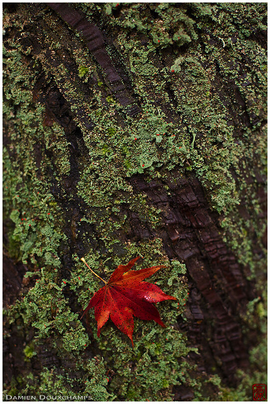 Red fallen maple leaf on mossy tree bark, Ishimichi-dera temple, Shiga, Japan