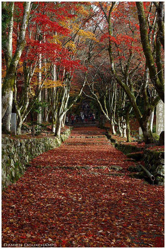 Path covered with fallen leaves, in Keisoku-ji temple, Shiga, Japan