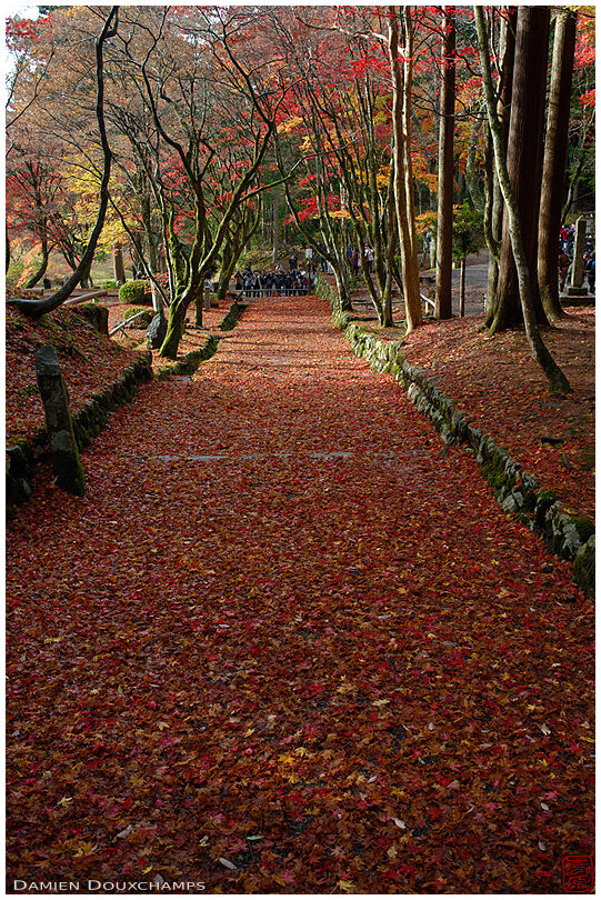 Carpet of fallen autumn leaves covering the path leading to Keisoku-ji temple, Shiga, Japan