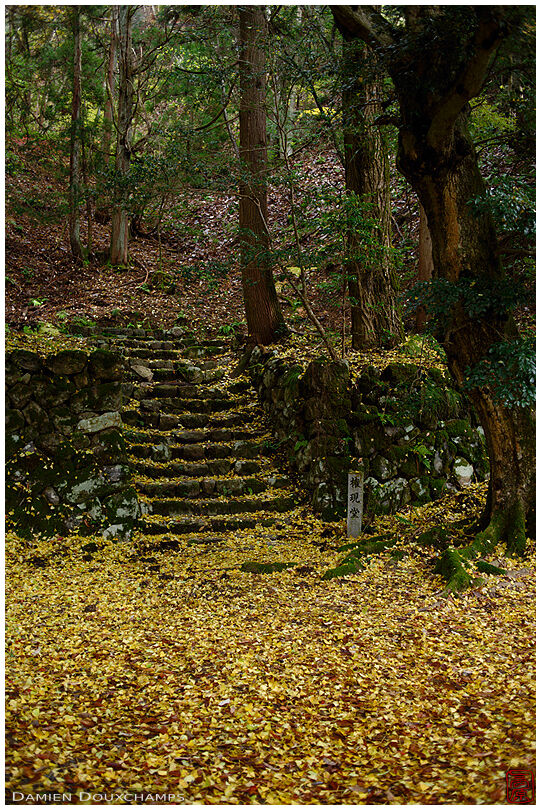 Carpet of fallen leaves in a semi-abandoned corner of Keisoku-ji temple, Shiga, Japan