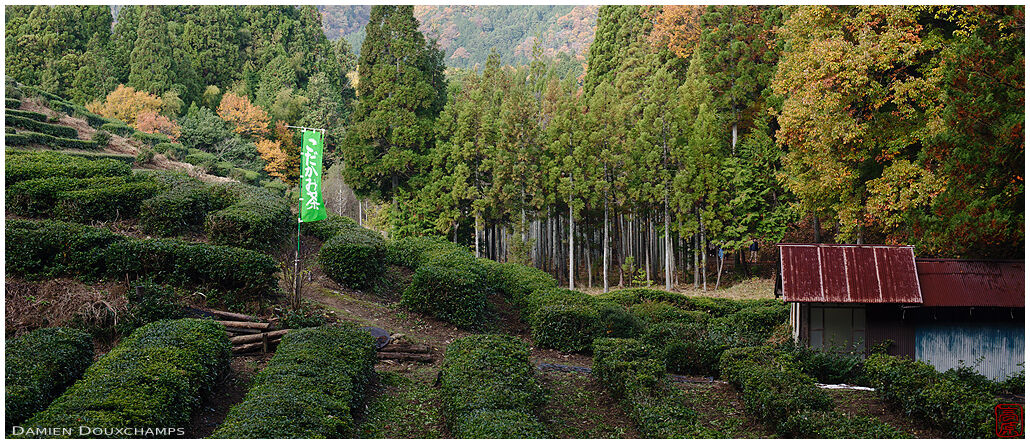 Tea plantation near Keisoku-ji temple, Kyoto, Japan