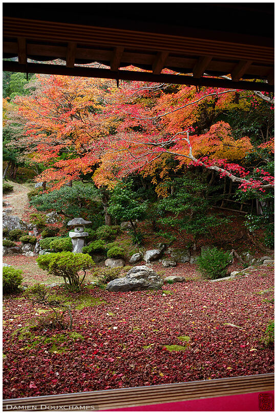 Fallen autumn leaves carpet in the garden of Tokugen-in temple, Shiga, Japan