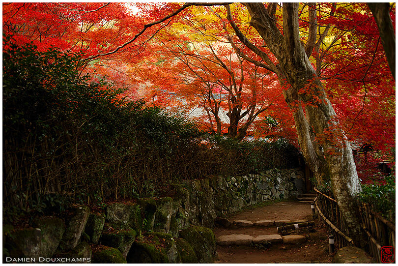 Red autumn colours ceiling over the entrance path to Kyorinbo, Shiga, Japan