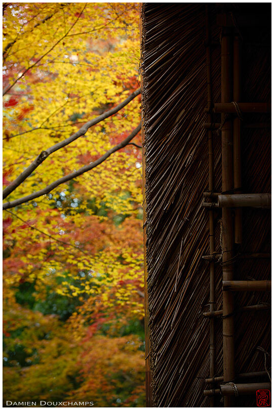 Roof structure detail and yellow autumn foliage, Kyorinbo, Shiga, Japan