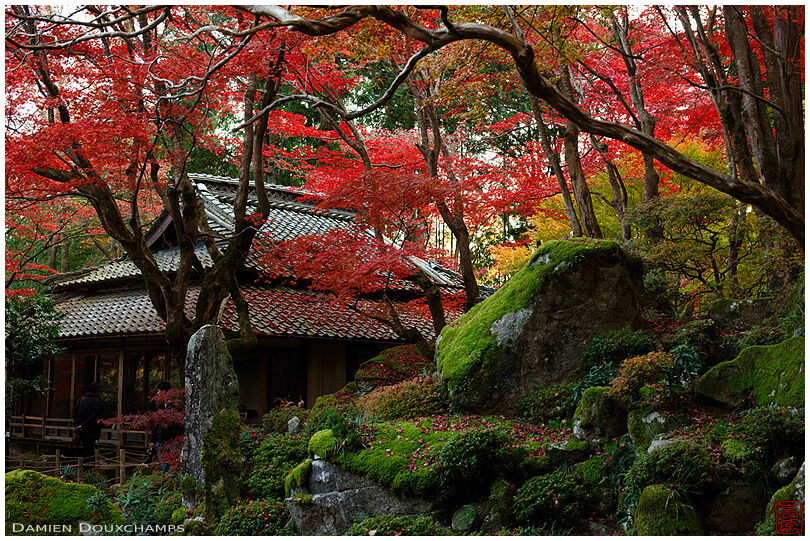 Moss and red autumn colours around forest temple of Kyorinbo, Shiga, Japan