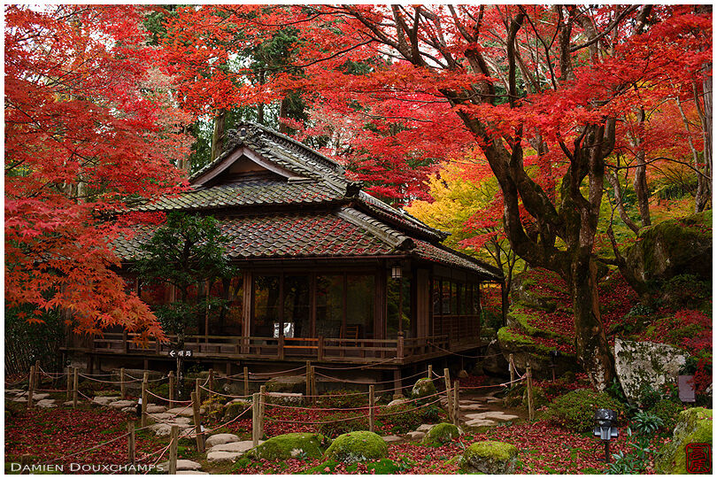 Temple hall amidst fiery autumn colours in the garden of Kyorinbo, Shiga, Japan
