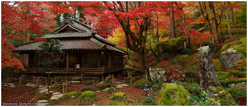 Red maple forest surrounding a traditional building of the Kyorinbo in Shiga, Japan