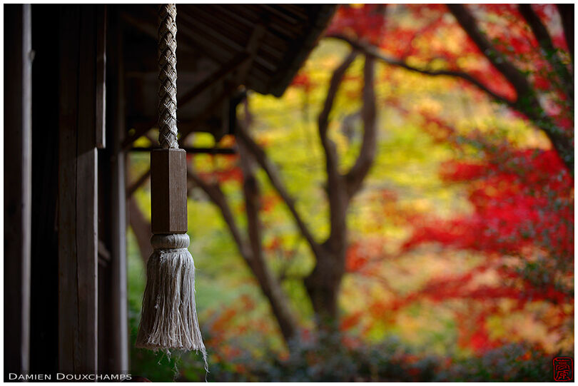 Bell rope and autumn colours, Kyorinbo, Shiga, Japan