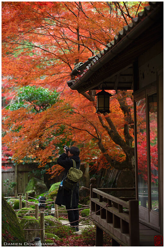 Photographer and autumn foliage in Kyorinbo, Shiga, Japan