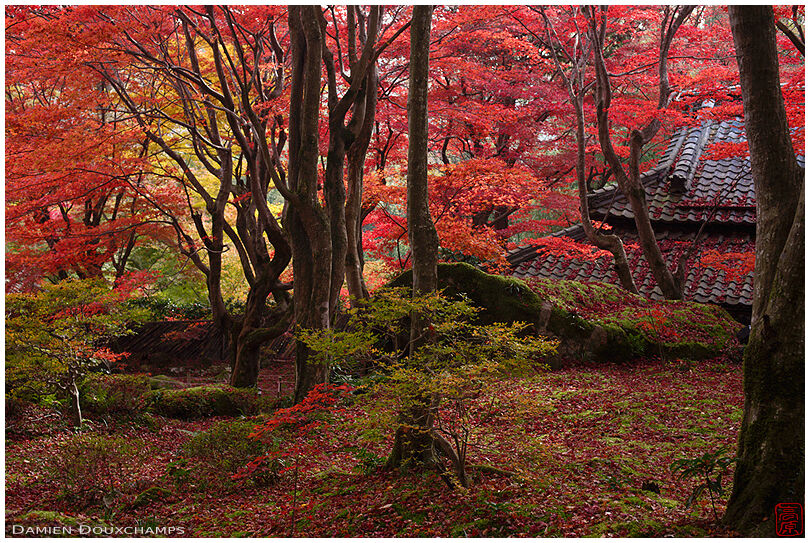 Red everywhere: the amazing autumn colors of Kyorinbo, Shiga, Japan