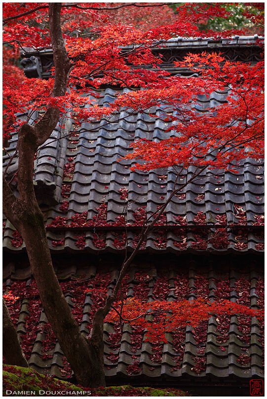 Red autumn foliage over temple building in Kyorinbo, Shiga, Japan