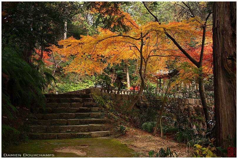 A touch of golden autumn colours in a dark corner of the Zensui-ji temple forest, Shiga, Japan