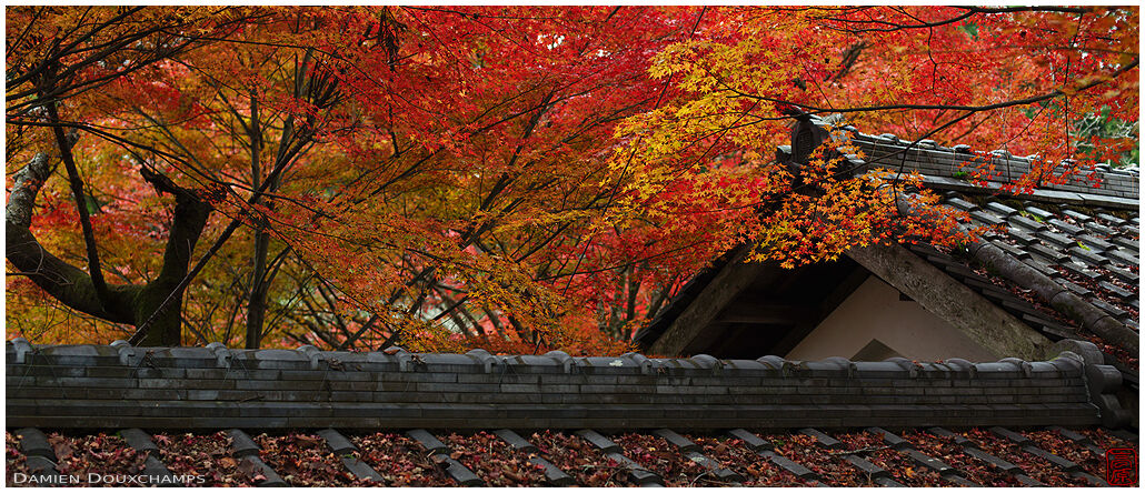 Roof lines and fiery red autumn colours, Chōju-ji temple, Shiga, Japan