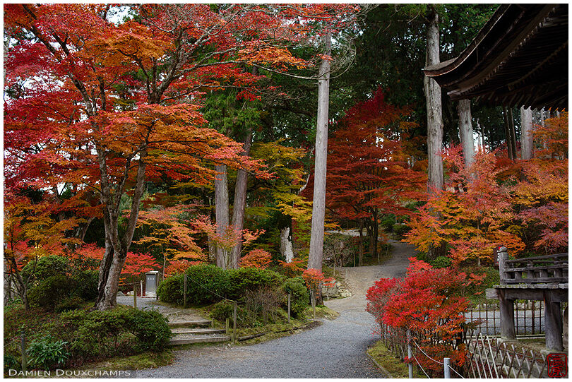 Autumn colours on the grounds of Joraku-ji temple, Shiga, Japan