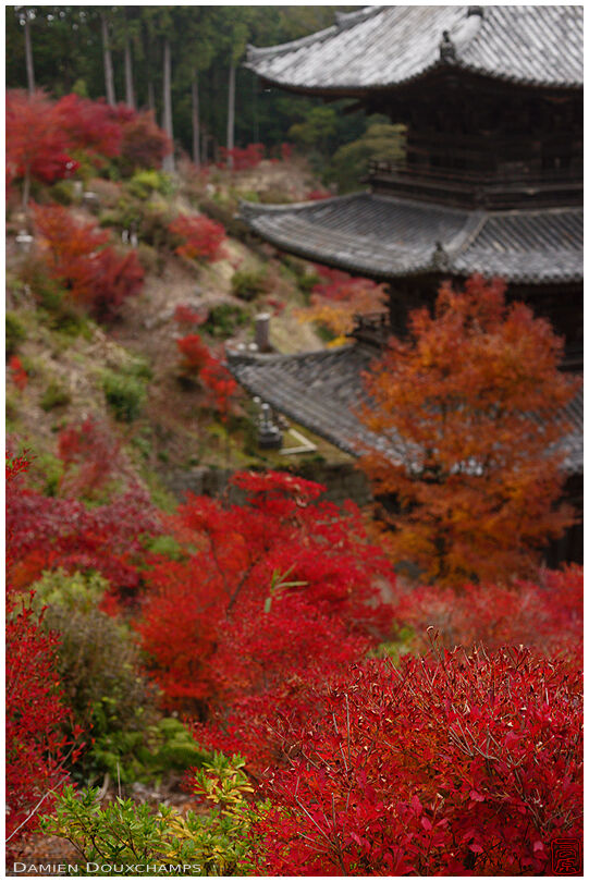 Old pagoda among red bushes, Joraku-ji temple, Shiga, Japan