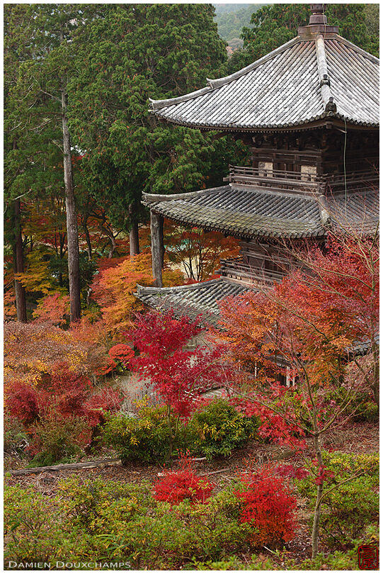 Three storied pagoda surrounded by autumn colours, Joraku-ji temple, Shiga, Japan