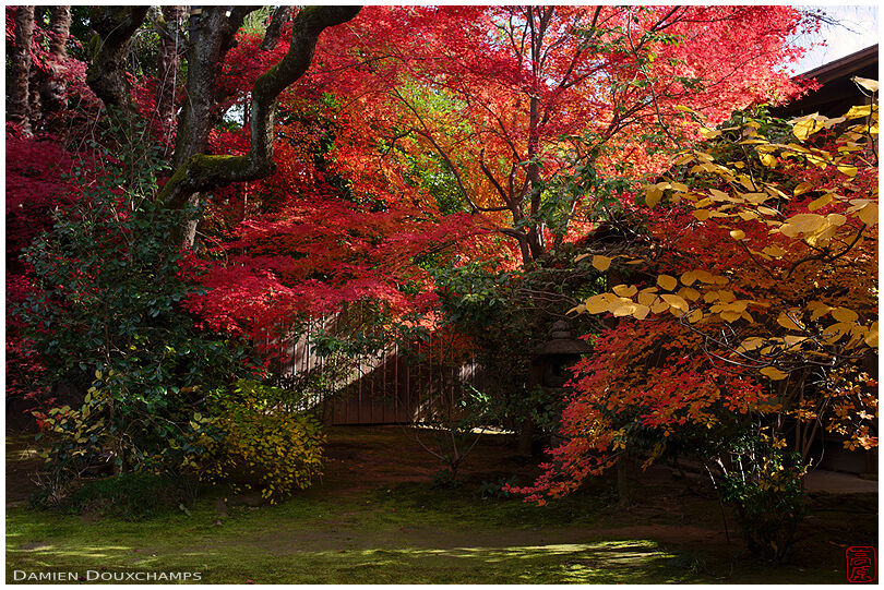 Autumn foliage in a garden of Taizo-in temple, Kyoto, Japan