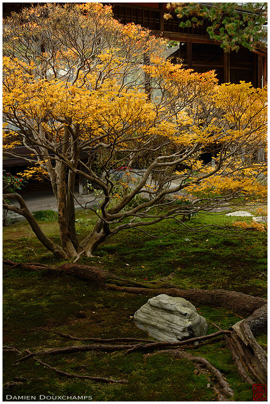 Yellow dodan tsutsuji in late autumn, Daishin-in temple, Kyoto, Japan