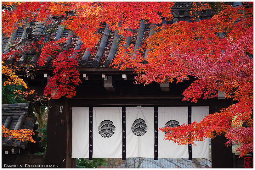 South entrance gate of Imamiya shrine with noren and autumn colours, Kyoto, Japan