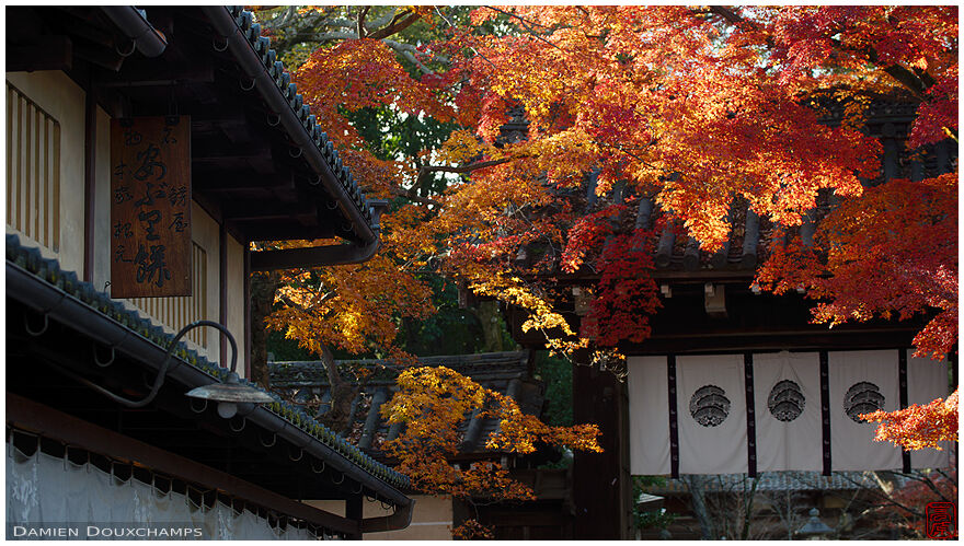 The south gate of Imamiya-jinja shrine in autumn, Kyoto, Japan