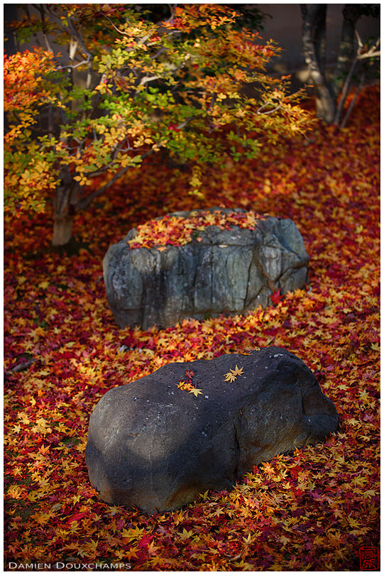 Fallen red and golden maple leaves completely covering the moss garden of Korin-in temple, Kyoto, Japan