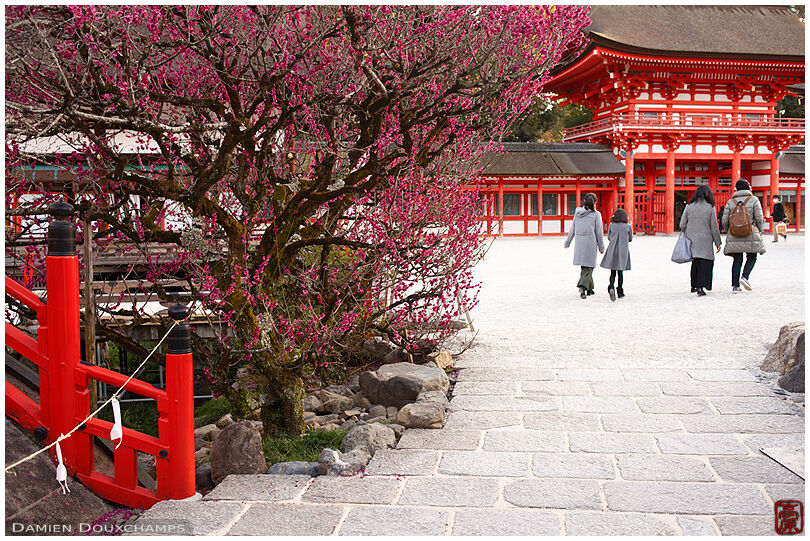 Plum blossoms in Shimogamo shrine, Kyoto, Japan
