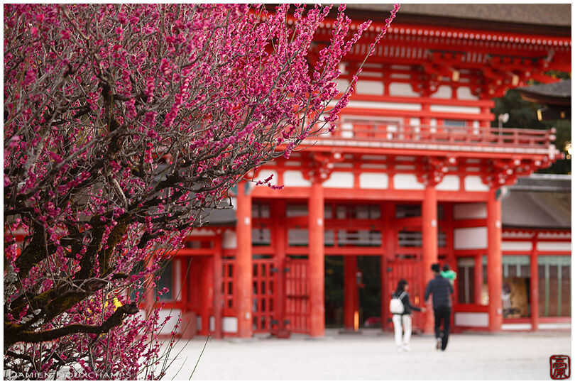 Plum blossoms in Shimogamo shrine, Kyoto, Japan