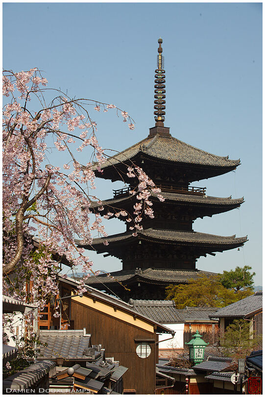 Blooming sakura and the Hokanji temple pagoda, Kyoto, Japan