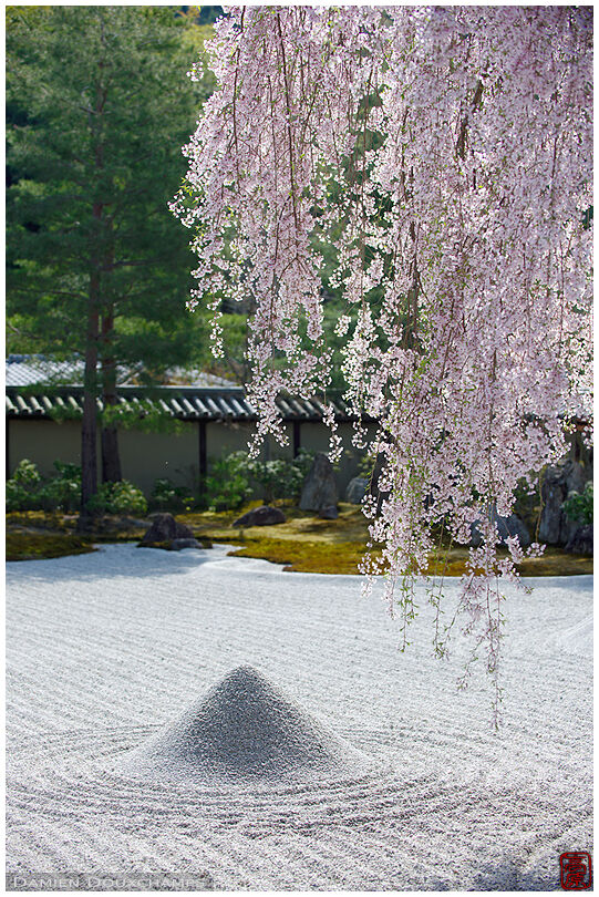 Shidare sakura or weeping cherry blossom over pyramid on sand garden, Kodai-ji temple, Kyoto, Japan