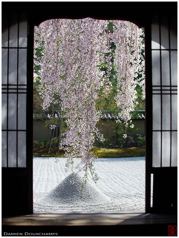 Weeping shidare cherry blossom over sand garden, Koda-ji temple, Kyoto, Japan