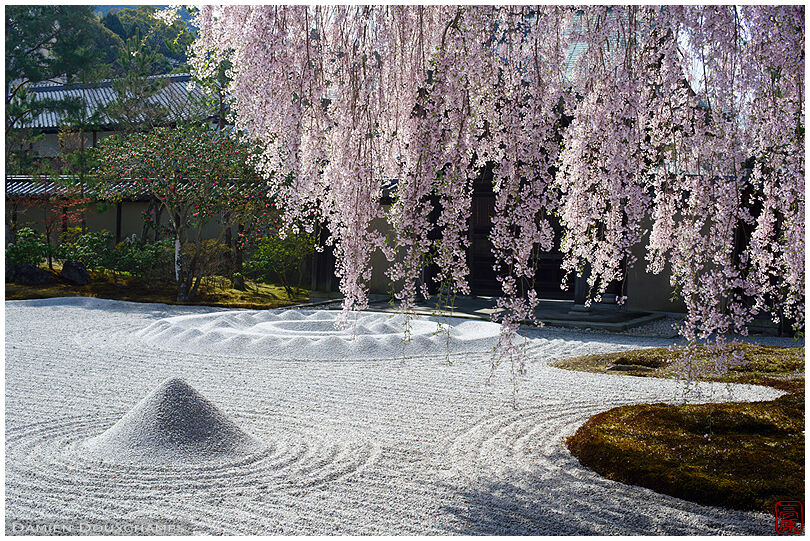 Shidare sakura blooming over rock garden in Kodai-ji temple, Kyoto, Japan