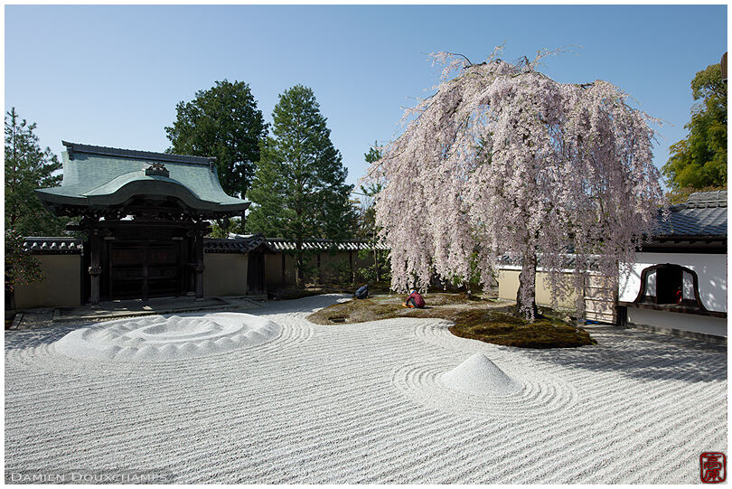 Weeping cherry blossom and sand garden of Kodai-ji temple, Kyoto, Japan