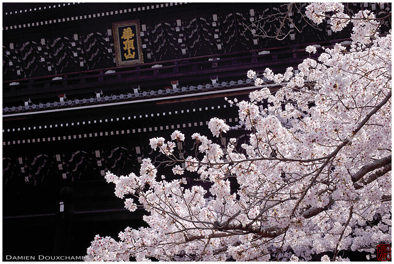 Sakura in full bloom in front of Chion-in temple gate, Kyoto, Japan